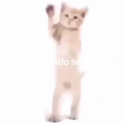 Gato Bailando al Ritmo de Daft Punk