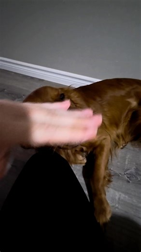 When you try the "pretend to pet your dog trend" and it ends up being a Reiki session ✨️🤗 | Wilder Roots