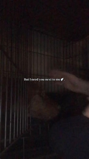libbs (@libbsx)’s videos with Words - Birdy
