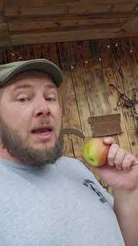 storing apples for cheap #apples #fruits #offgridliving #farm #homestead