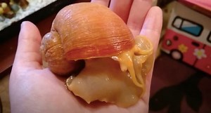 Giant Apple Snails: Why You Should Be On the Lookout for These Invasive Species