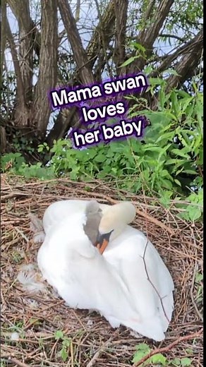 Every year the swans at the pond hatch cygnets and I have to read The Trumpet of the Swan again.
