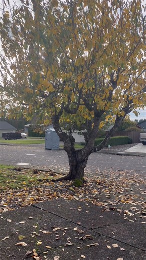 They’re pretty but once they start falling, you need to sweep or blow them and it’s hard when it’s windy especially when it’s wet. | Tarts and pies