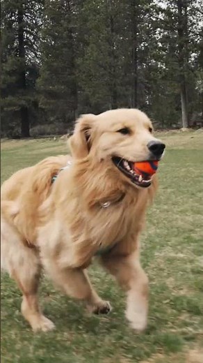 5 Heartbreaking Signs Your Dog Is Dying 💔 Every Pet Owner Must Know