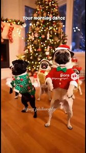 Pug Christmas dance | Pug Philosophy