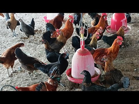 MKVK FARM HOUSE is live village Poultry Farming