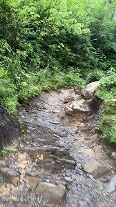 This is the trail to Rainow falls, the first two miles, any trail in Mt LeConte is beautiful because of the vegetacion, Alum cave is stil my favorite but this one is gorgeous ( today,I didnt go all the way to the top, I turned back at the waterfall) #ilovethesmokies #greatsmokymountains #greatsmokymountainsnationalpark #hikingadventures #hiking #hikingtrails #hikers | I Love The Smoky Mountains