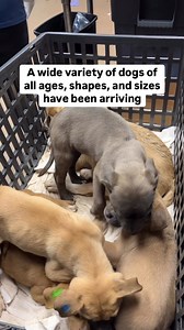 65K views · 1.2K reactions | There are currently 524 dogs at DeKalb...