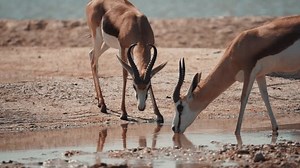 Head Grazing Browsing Herd Group Springbok Stock Footage Video (100% Royalty-free) 3622152295 | Shutterstock
