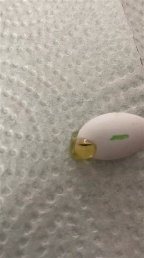 Exciting Crested Gecko Egg Hatching Moment