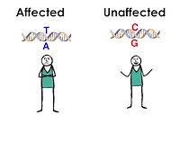 SNP Genotyping and GWAS
