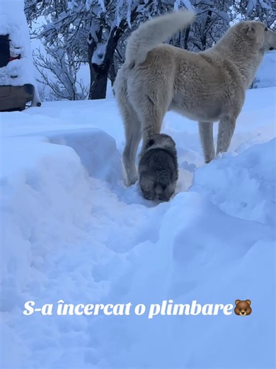 Videoclipuri postate de Andreea Iloc (@andreeailoc) cu sunet original - Andreea Iloc