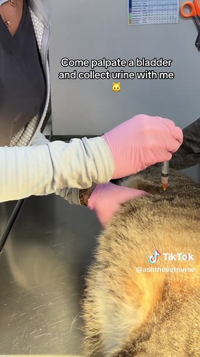 Feline Bladder Palpation and Urine Collection Guide