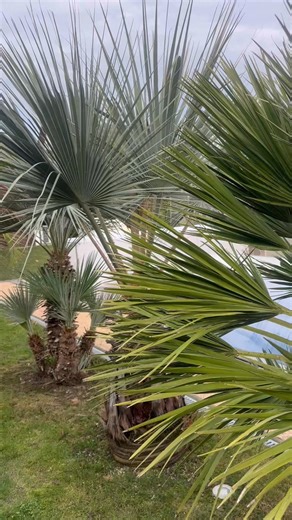 🌴😎🌴BRAHEA ARMATA JE READY! 🌴😁🌴 | Palmy a Zahrady