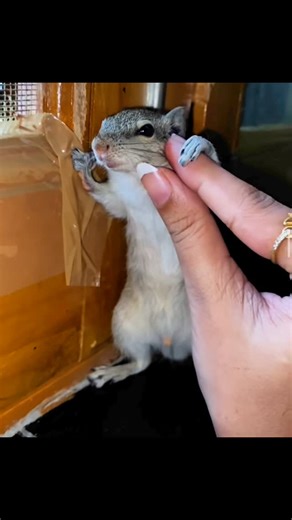 Golu🐿️ on Instagram: "🫀🐿️🧿 #squirrel #viral #love #instagram #gillugolu #reels #trendingreels #cutebaby #instagood #squirrels"