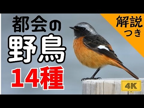 都会・街中でよく見かける日本の野鳥14種 〜バードウォッチング・野鳥撮影 初心者入門編〜