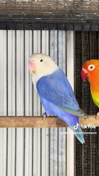 Green Pf\\ Blue Blue Opline \\ Pf Only 7000 Breeder Pair😍🥰