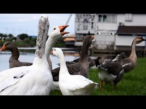 Angry Geese Gang Yelling and Screaming [honking]