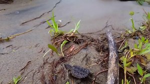 What do you know about snapping turtles?🐢🤔 These large reptiles are often thought of as an aggressive animal and nuisance to fisherman. But did you know that snapping turtles play a key role in aquatic ecosystem health in Minnesota? They eat decaying plant and animal matter, spread aquatic plant seeds, and control fish and amphibian populations! And, did you know they can weigh up to 30lbs and live as long as 40 years? 🤯🤯 Snapping turtles are truly a special animal, and beginning in 2024 the