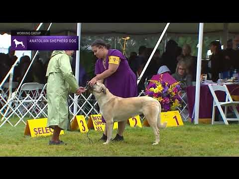 Anatolian Shepherd Dogs | Breed Judging 2022