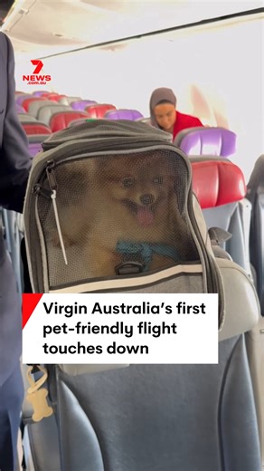 529K views · 3K reactions | Australia's first pet flight has taken off with three dogs into the record books. Virgin is trialling the service on select flights from Melbourne. #dogs #pettravel #virgin #virginairlines #melbourneairport | 7NEWS Melbourne | Facebook