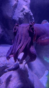 2.6K views · 16 reactions | And that’s how a giant cuttlefish eats their food! 撚 | SEA LIFE Sunshine Coast Aquarium | Facebook