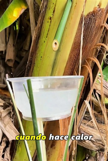 Precious Banana-Leaf Water: Uses and Benefits