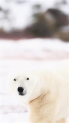 We’d been tracking a polar bear in the bitter cold all day, waiting for him to crest a nearby knoll, when suddenly a different female bear came crashing through the brush. For a moment, @bearwitnessphoto and I thought she was charging at us — but as I framed up and started rolling, it became clear she wasn’t angry… she was terrified. You can see her spin, sniffing the air, trying to locate whatever danger had spooked her. Then, without so much as a glance in our direction, she tore past and disa