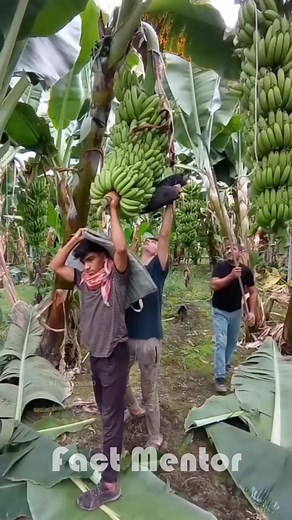 India vs. Indonesia: Unique Uses for Banana Plants #India #Indonesia #BananaPlants #EcoFriendly #InnovativeUses | Fact Mentor