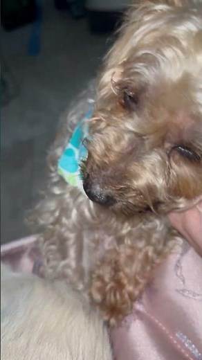 Video of adoptable pet named Hypoallergenic Yorkie poo boy Evan