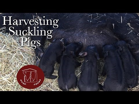 Harvesting a Suckling Pig