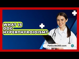 What Is Dog Hyperthyroidism? - PetGuide360.com