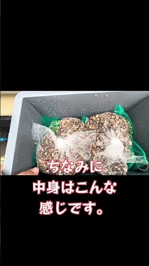 【ザリガニ巨大化計画#3】ろ過装置を導入してみた！
