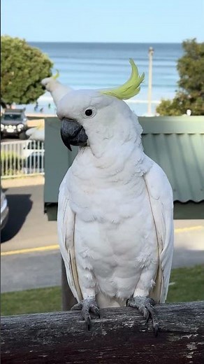 Sulphur crested Cockatoo
