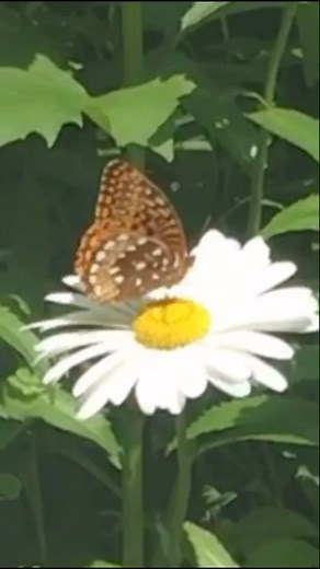 Welcome to the jungle - Gardening for pollinators 💚🐛🐛🦋🌻💜 #perennialplants #landscapedesign #gardening #perennials #Minnesota #nativeplants #garden #pollinators Garden Naturally Group | Garden Naturally Group