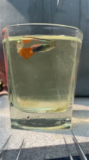 Cherry Shrimp Tank Mein Mosquito Larva?! 😱