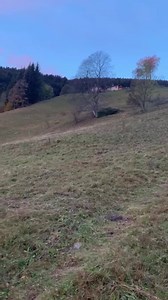 Un racconto di vita D’Alpe in solitaria di Ferdy, tramite video senza chiacchiere ma solamente con ciò che osserva nella natura selvaggia con le sue 4 vacche! L’alba, le campane, il fuoco! _ Stay Wild | Ferdy Wild