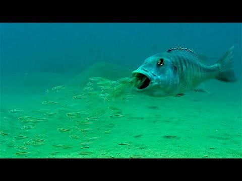 Mouthbrooding Fish - Curious Creatures