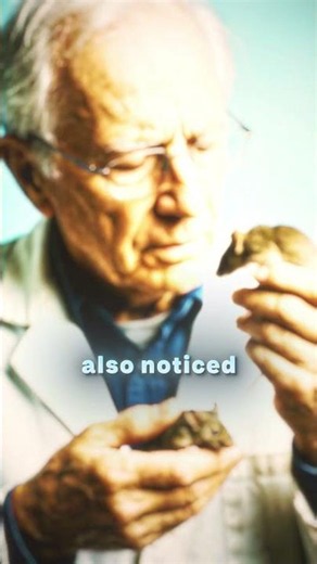 John Calhoun created a “mouse utopia” (the “Universe-25” experiment)😲 #science #facts