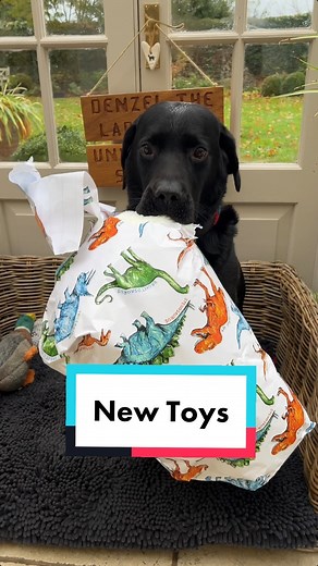 6.4M views · 1.6M reactions | It’s another new toy day! This one was so big I could hardly fit it in shot most of the time! @thelabraseal #labraseal #thelabraseal #denzelthelabraseal #goodboy #labrador #labradorretriever #dangerchicken #cobrachicken #goose #plushie #dogtoy #newtoyday #cute #soft #fluffy #pet #petsofinstagram #dogs #dogsofinstagram #blacklabrador #funnyvideos #animals #wholesome #presents #unwrappingstation | Denzel The Labraseal | Facebook