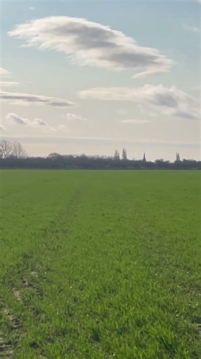 Whippet chasing hare