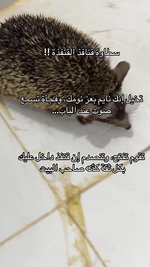 ‏#fyp #foryou #اكسبلور #القنفذة #الشعب_الصيني_ماله_حل😂😂