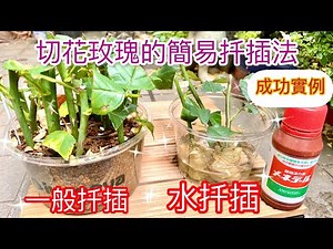 4k買回來的切花玫瑰如何繁衍❓簡易用土扦插及水扦插的示範！成功苗實例展示！嫁接也是一個方式！｜How to Breed Roses#挿し木#玫瑰扦插#園藝