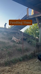 It’s always fun watching the goats run across the Billy goat bridge at feeding time. 🐐#clovermeadadventurefarm #familyfun #farmlife #aylmeront | Clovermead Adventure Farm