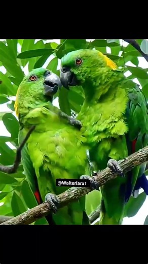 ⭕️ Save Help and Protect Endangered Parrots... ☆҉‿ Saving the world's rarest parrots.. ´⁀☆҉ .. 🔴 The yellow-naped amazon or yellow-naped parrot (Amazona auropalliata) is a widespread amazon parrot sometimes considered to be a subspecies of the yellow-crowned amazon (Amazona ochrocephala) 🔴 IUCN Red List Status: Critically Endangered CITES Listing: Appendix I Threats to Yellow-naped Amazons include habitat destruction and degradation. Much of their former habitat has been destroyed to plant sug