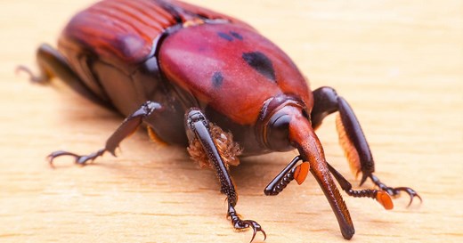 7 insectes xylophages qui menacent le bois de votre maison