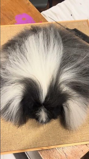 Perfectly brushed out long haired guinea pig… super style points.