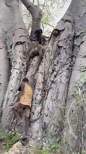 898K views · 8.1K reactions | See cooking skills for this delicious food #africa #africantribe #hadzatribe | Hadzabe Tribe Woman | Facebook