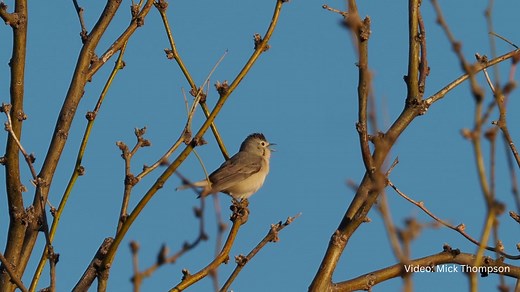 Spring migration is here and with it comes new visitors to your area each day. Use Audubon’s free app to Identify birds in your community with the explore and field guide features. | National Audubon Society
