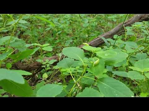 Seed Dispersal: Explosion - Huston-Brumbaugh Nature Center